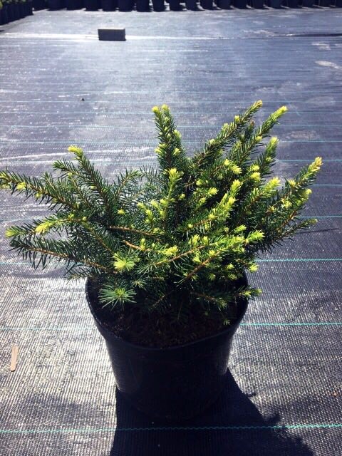 Ель сербская Карел